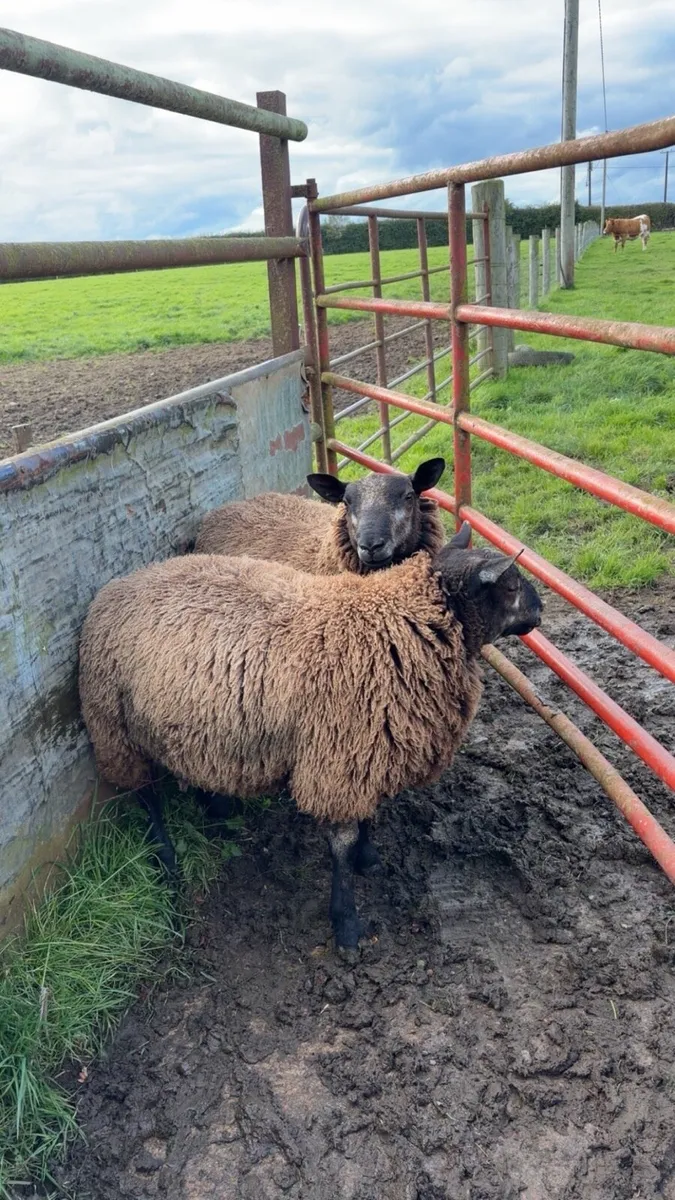 Blue Texal Ram Lambs - Image 1