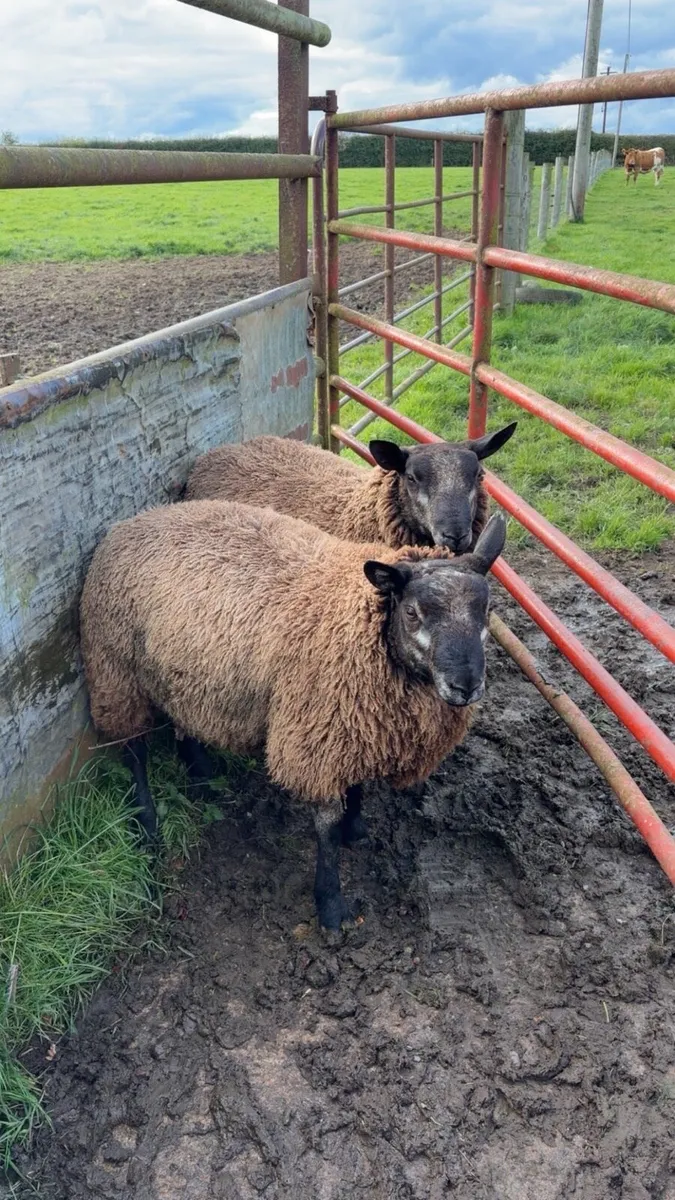 Blue Texal Ram Lambs - Image 2