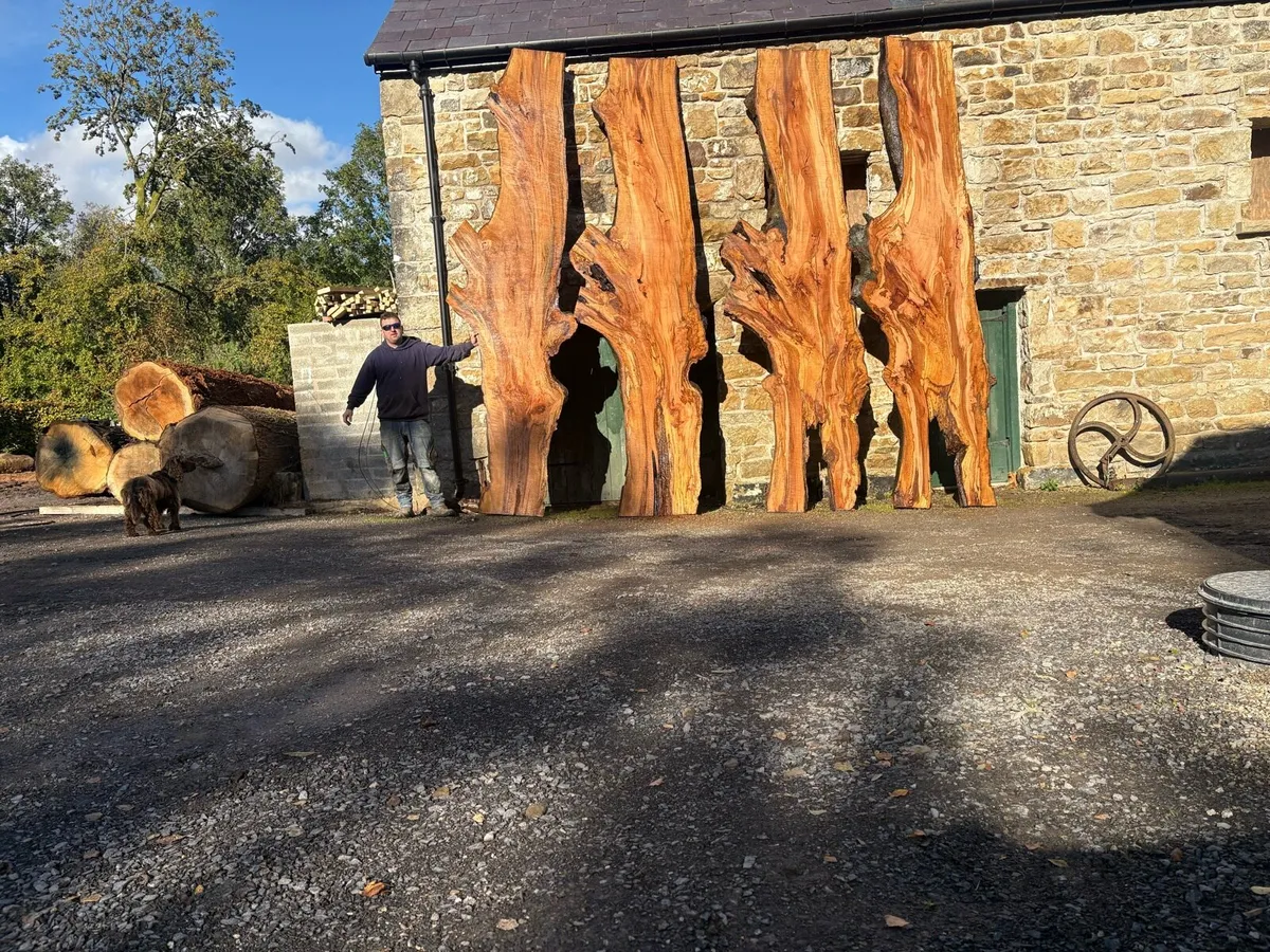 Spalted beech - Image 1