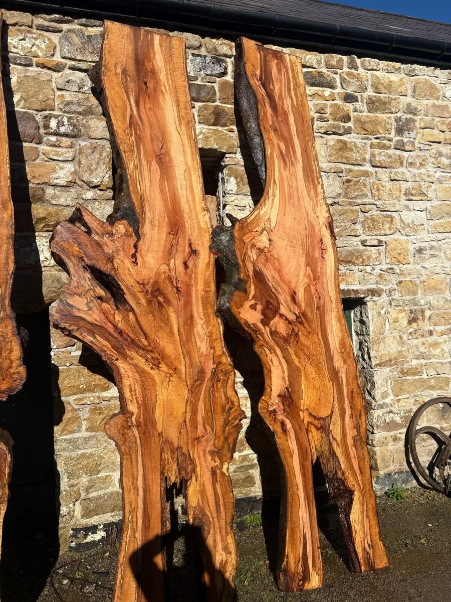 Spalted beech - Image 2
