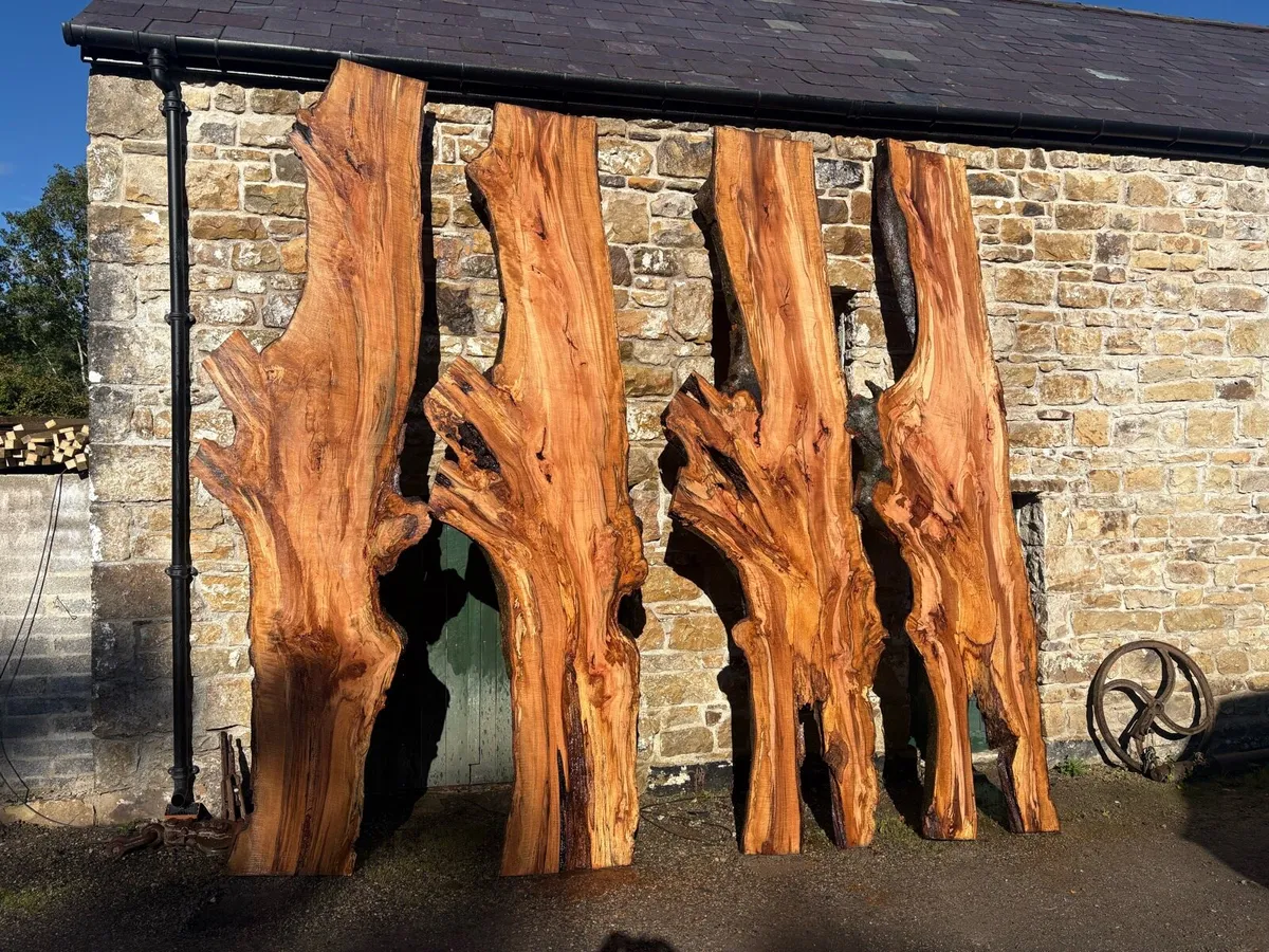Spalted beech - Image 3