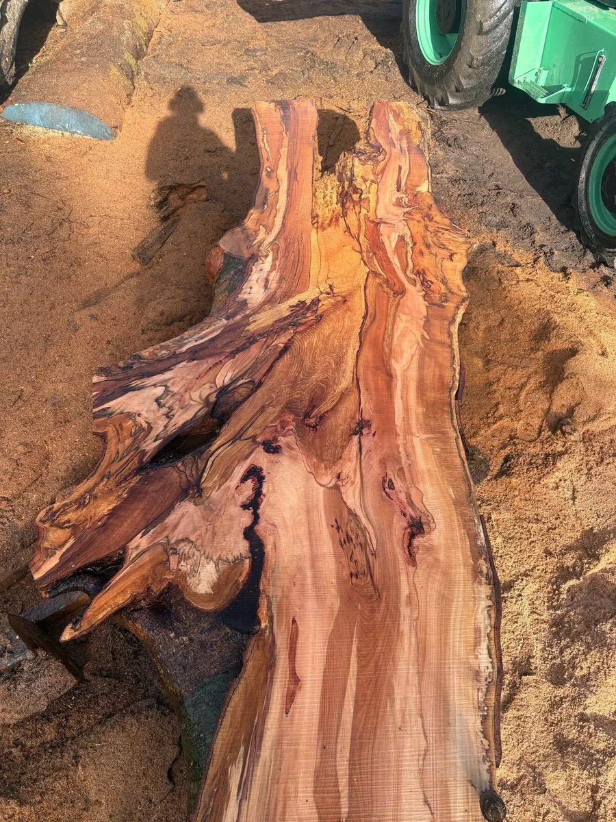 Spalted beech - Image 4