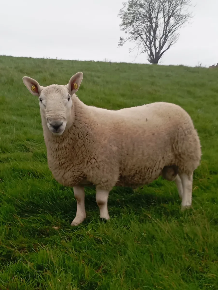 North Country Cheviot ram - Image 1
