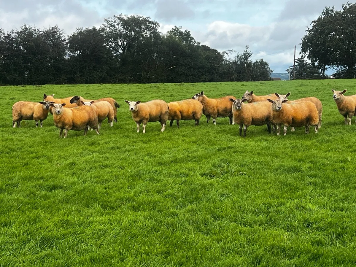 Ewe lambs - Image 1
