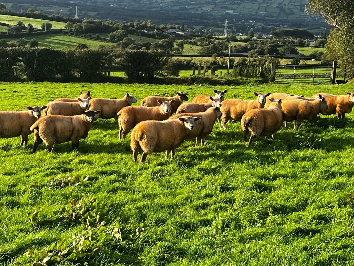Ewe lambs - Image 2