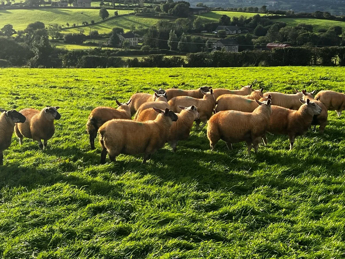 Ewe lambs - Image 3