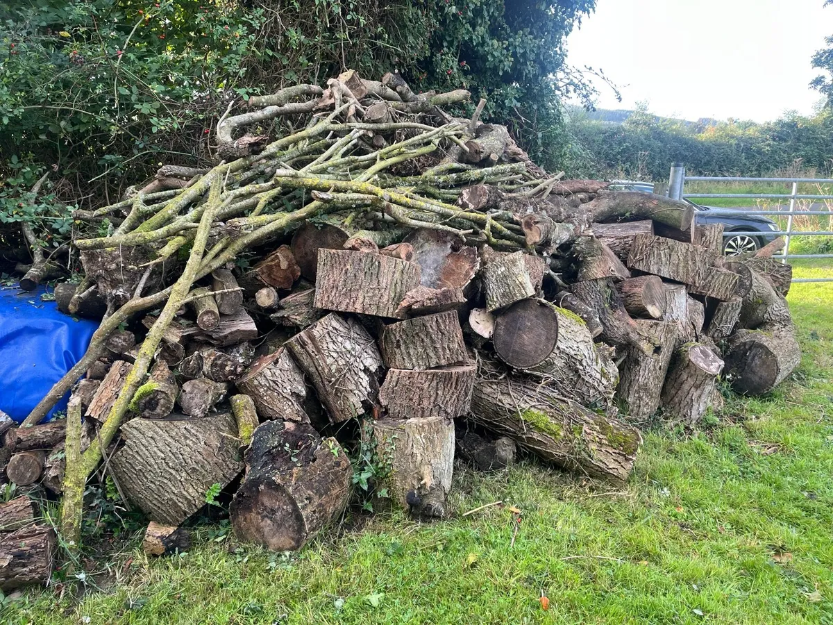 Seasoned Ash firewood - Image 3