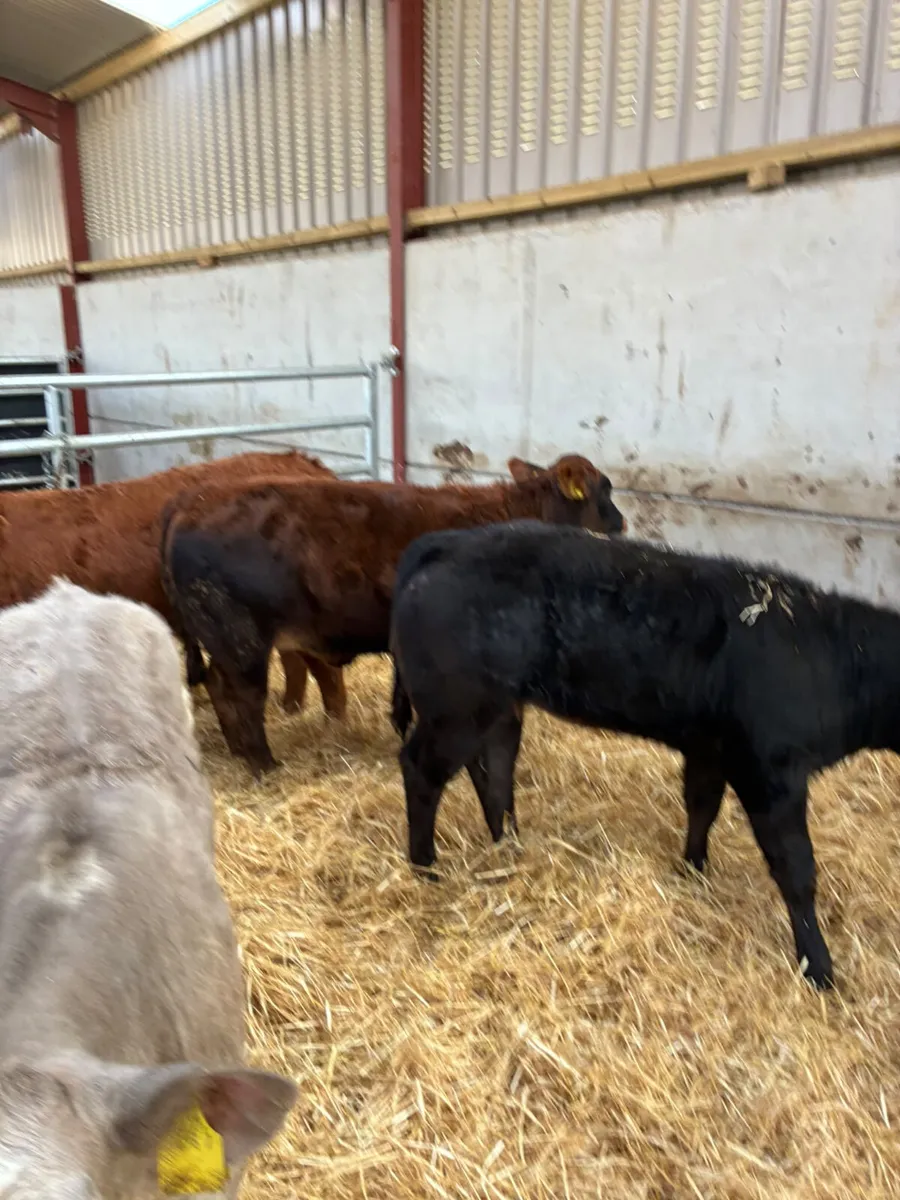 Lim and Charolais heifers - Image 1