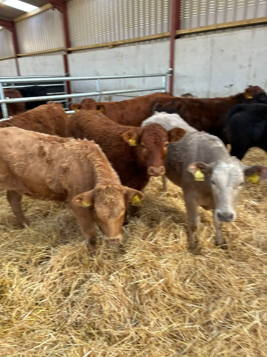 Lim and Charolais heifers - Image 2