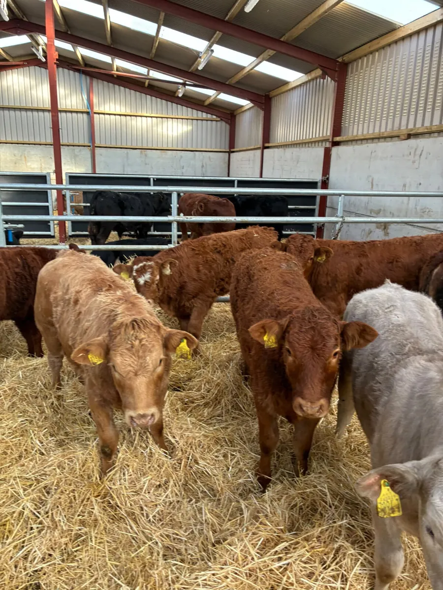 Lim and Charolais heifers - Image 3
