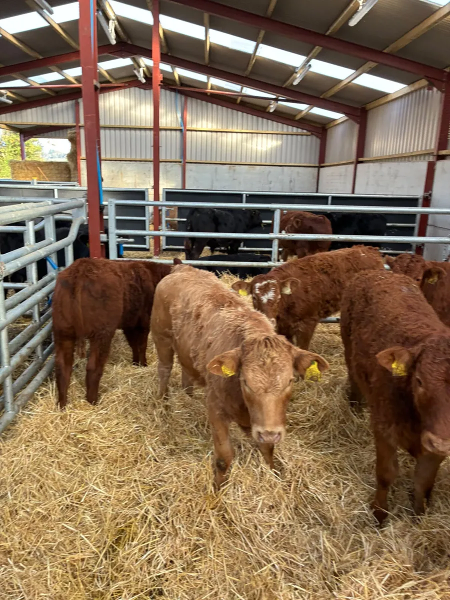 Lim and Charolais heifers - Image 4