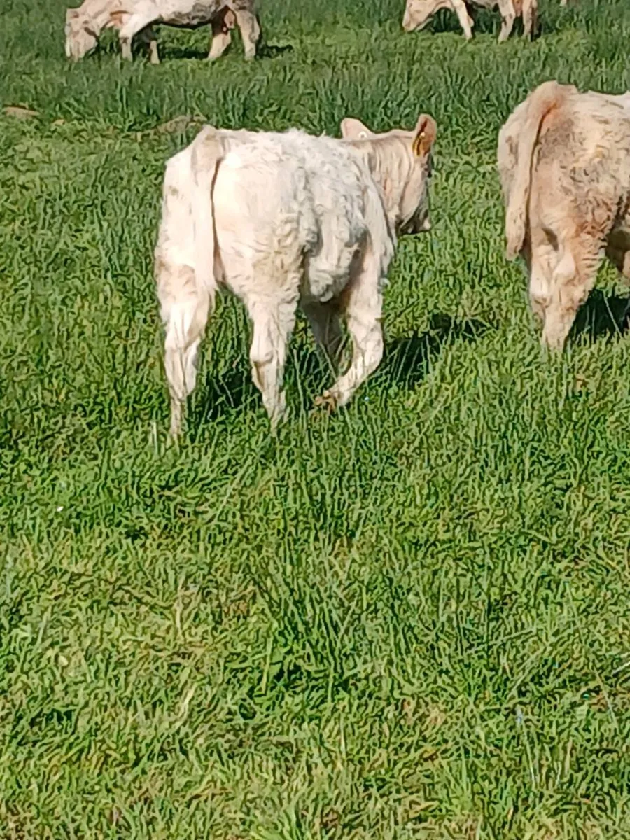 Ch bull & Heifer - Image 1