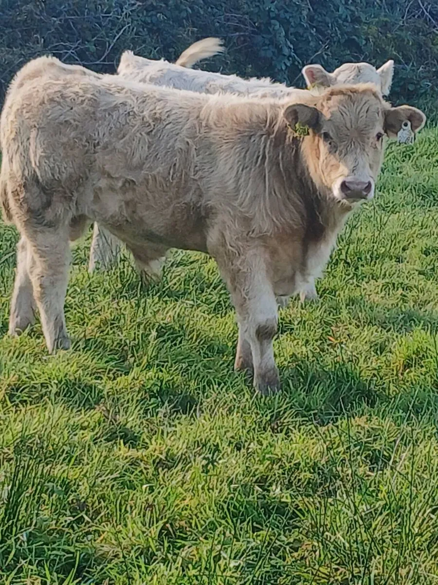 Ch bull & Heifer - Image 2
