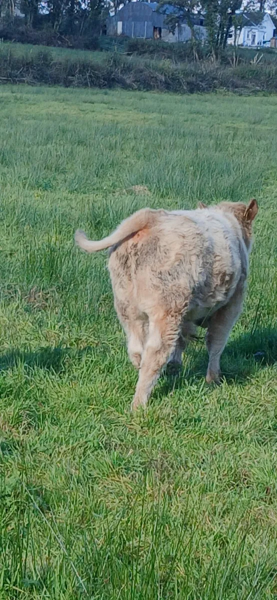 Ch bull & Heifer - Image 3