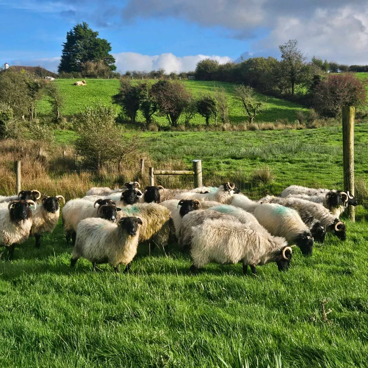 Old ewes mayo mountain - Image 1
