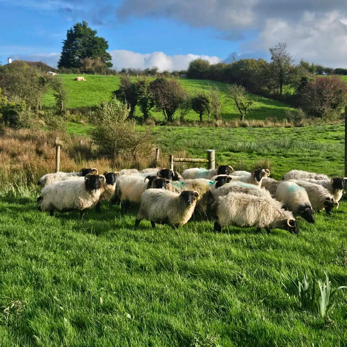 Old ewes mayo mountain - Image 2