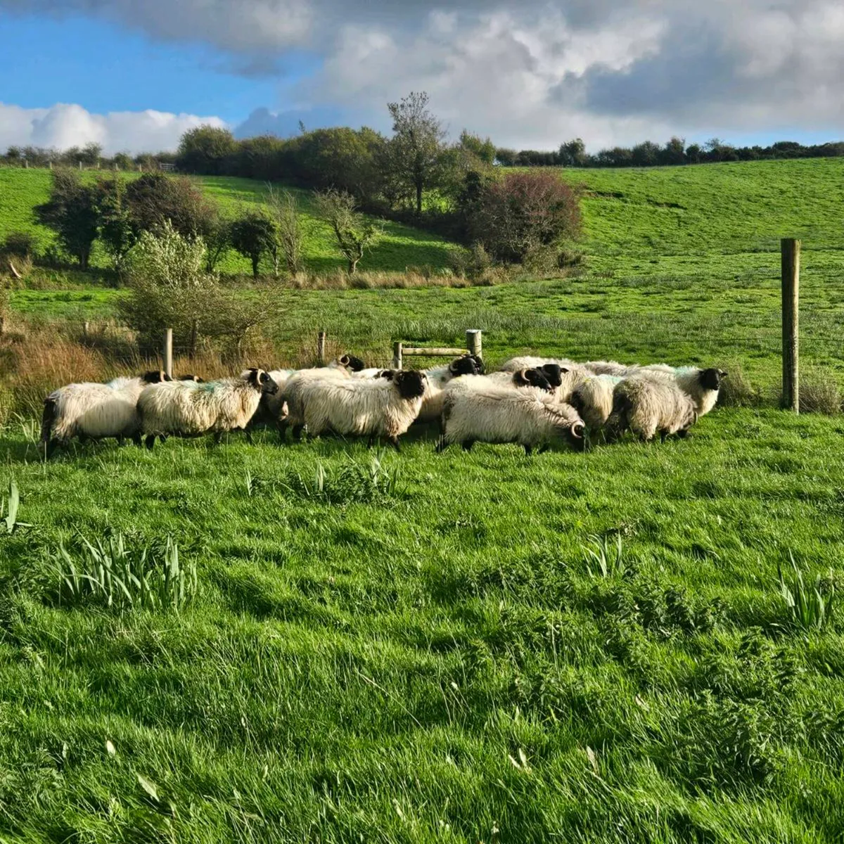 Old ewes mayo mountain - Image 3