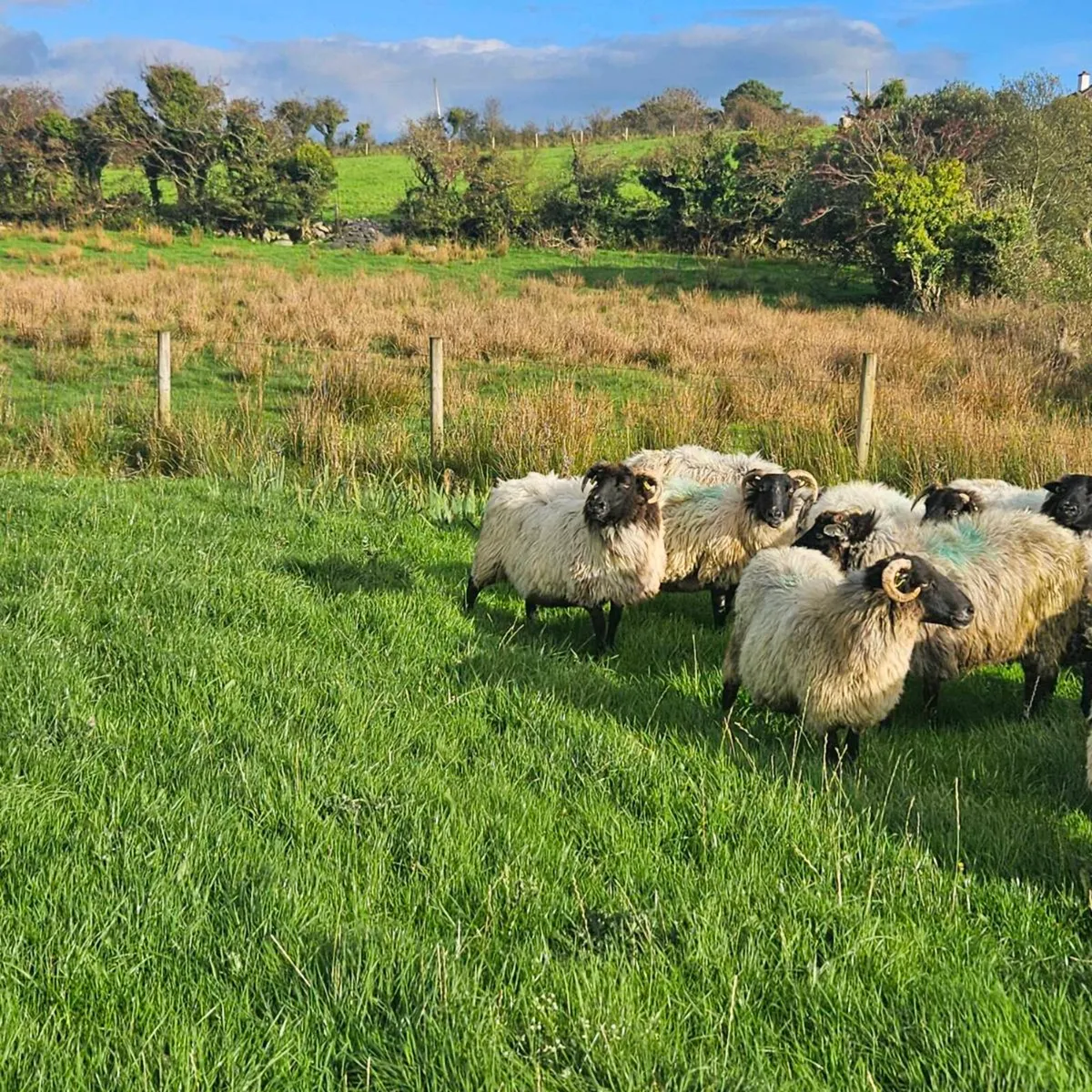 Old ewes mayo mountain - Image 4