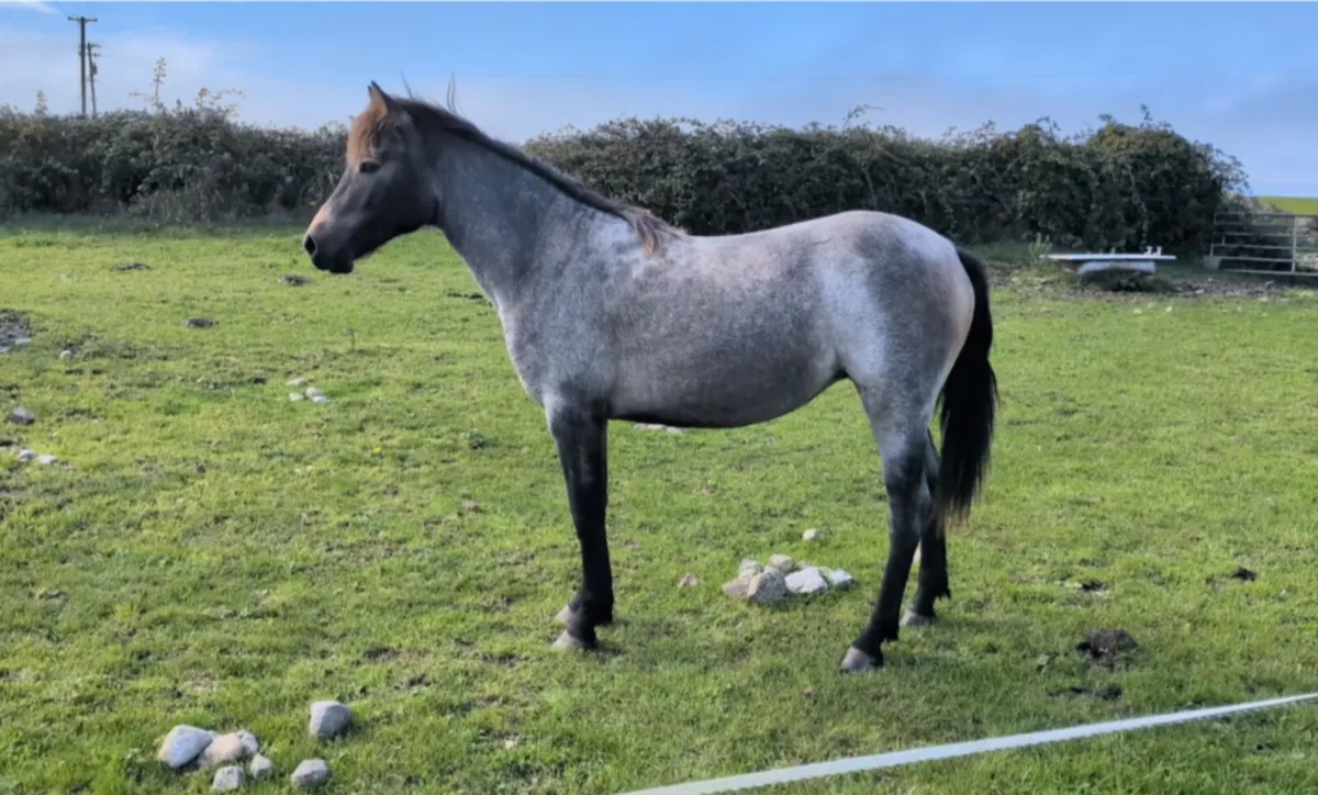 Connemara Roan Yearling Filly - Image 1