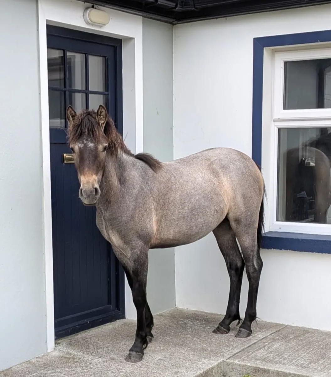 Connemara Roan Yearling Filly - Image 3