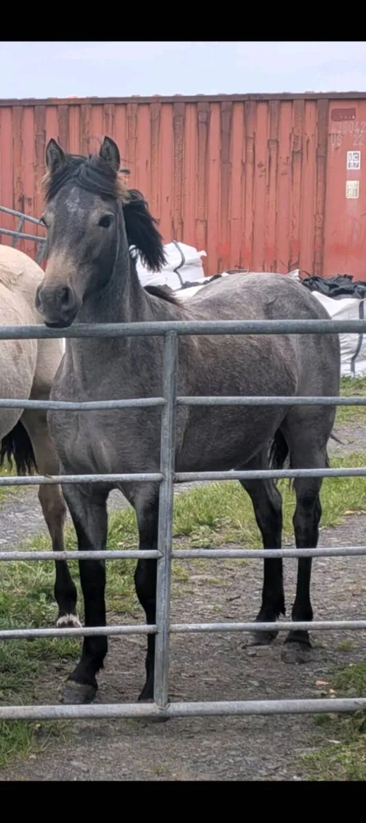 Connemara Roan Yearling Filly - Image 4