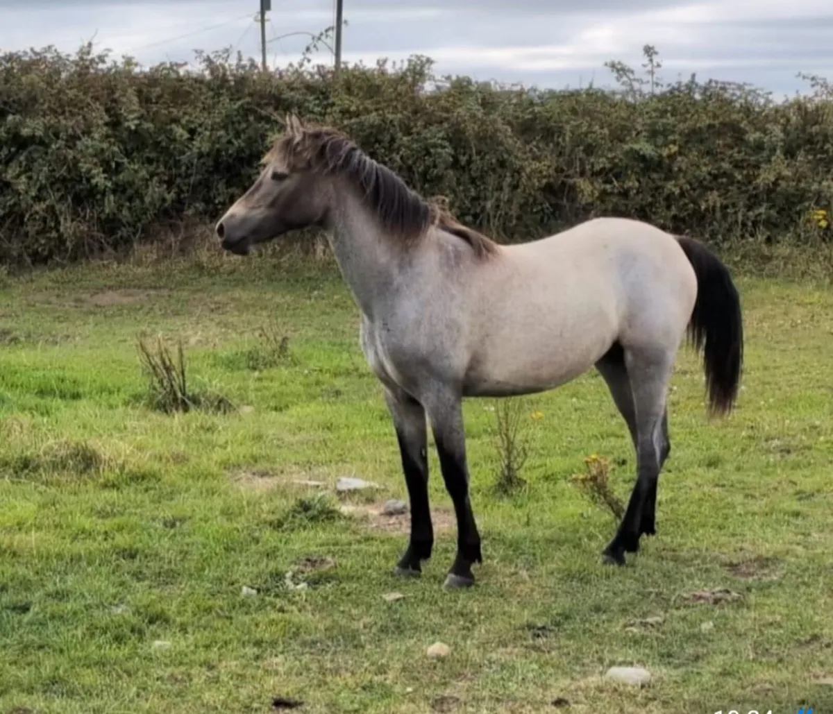 Connemara Roan Yearling Filly - Image 2