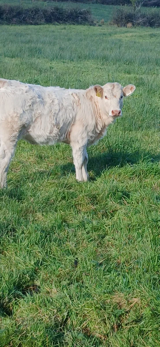 Ch bull & Heifer - Image 4