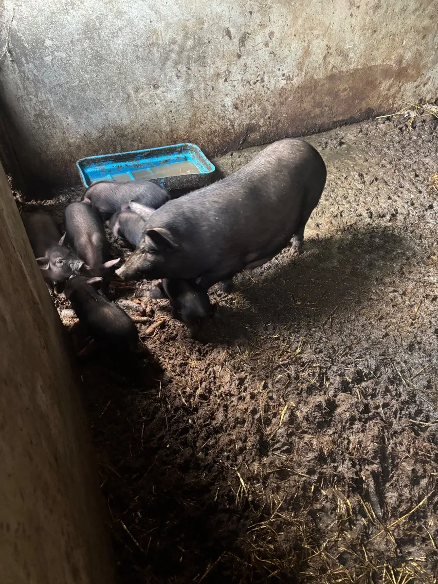 Pigs