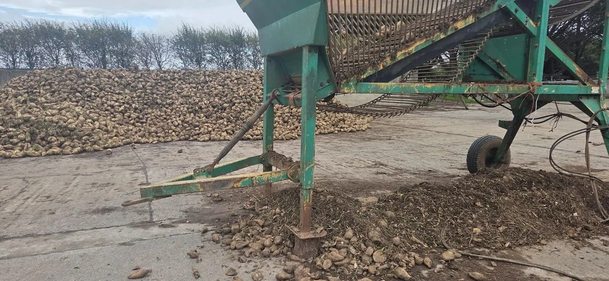 Fodder beet - Image 1
