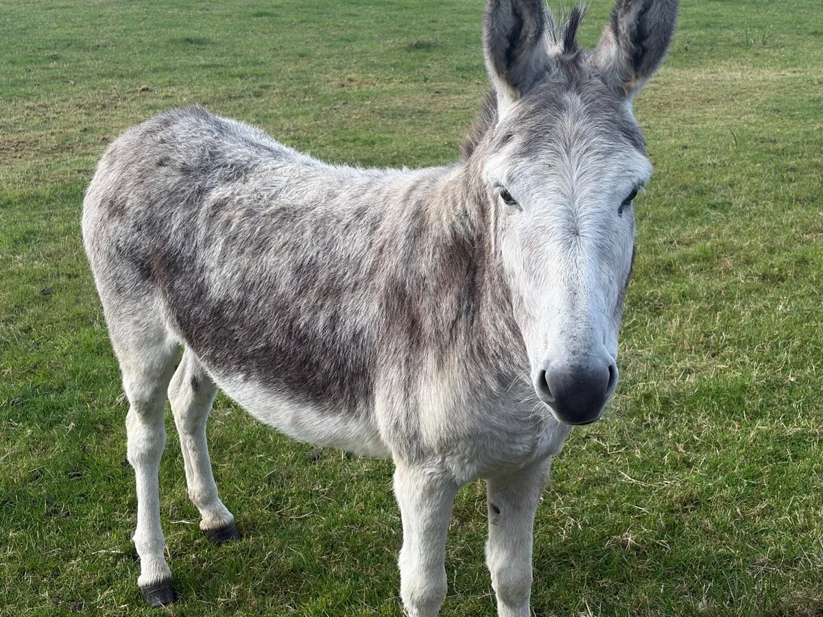 Mare Donkey 4 years old - Image 1