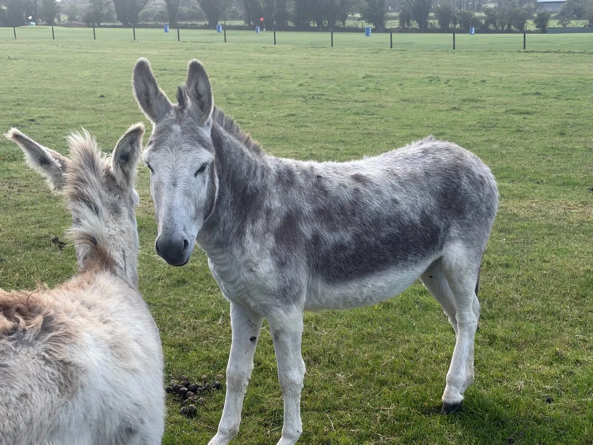Mare Donkey 4 years old - Image 2