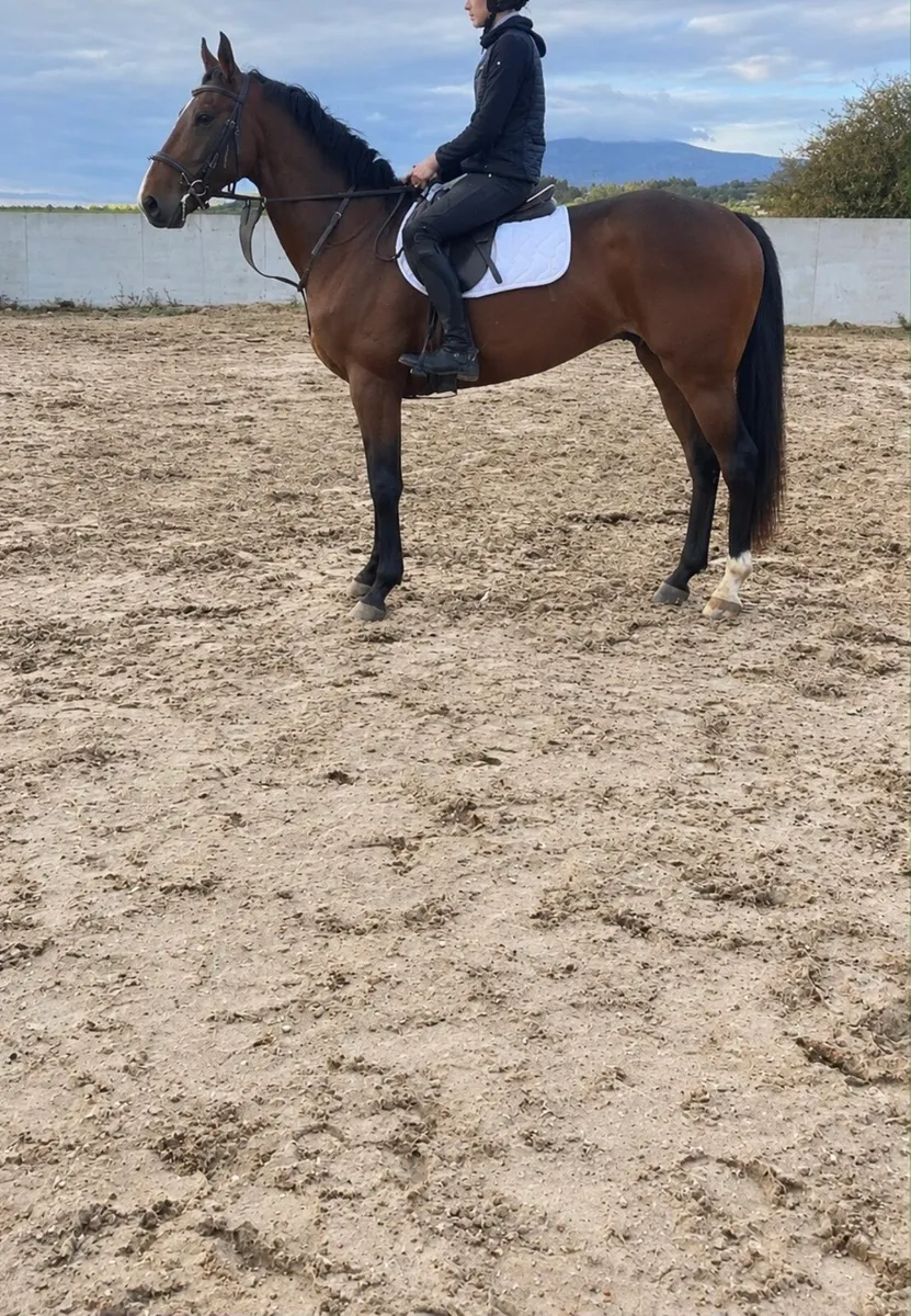 Quiet horse - Image 1