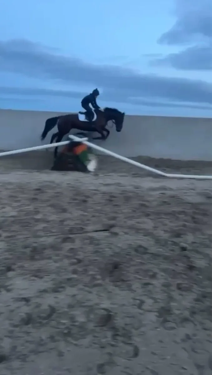 Quiet horse - Image 2