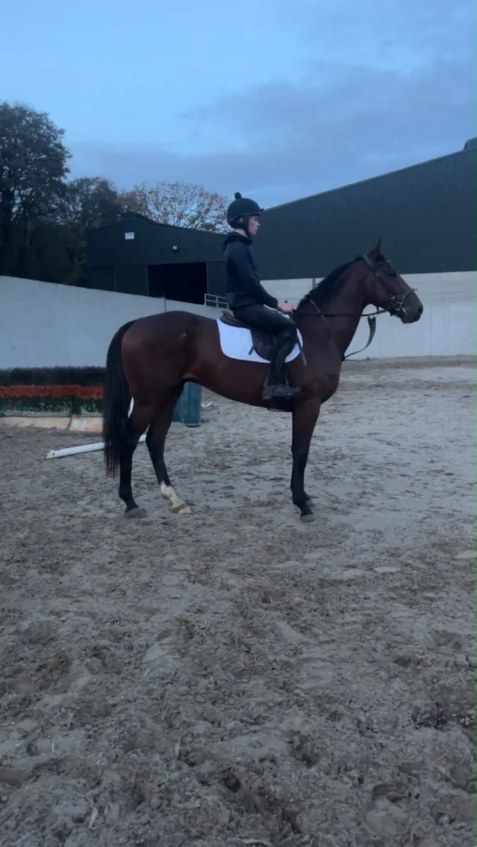 Quiet horse - Image 3