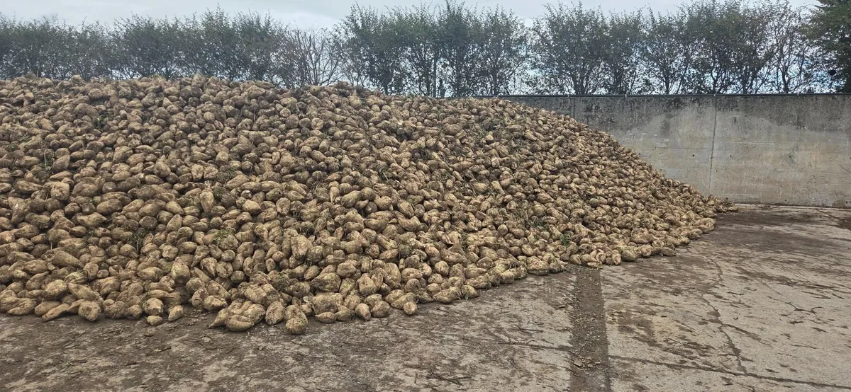 Fodder beet - Image 3