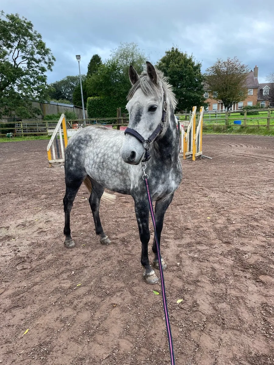 148cm Grade A showjumping pony - Image 4