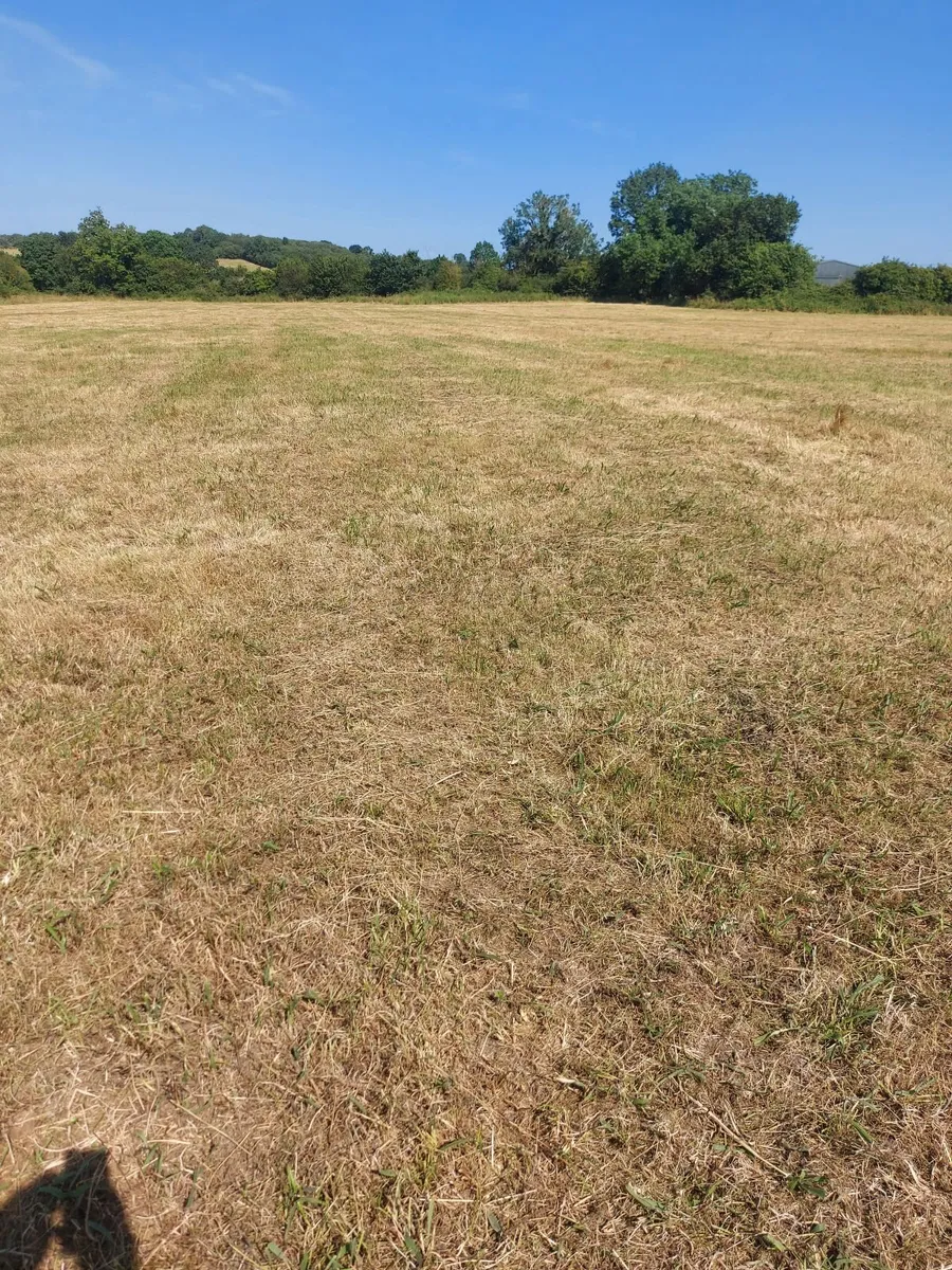 Hay - Image 1