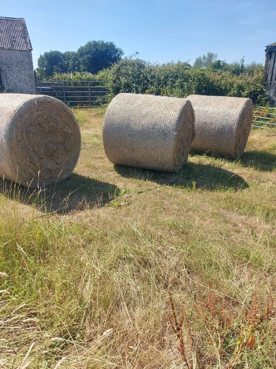 Hay - Image 2
