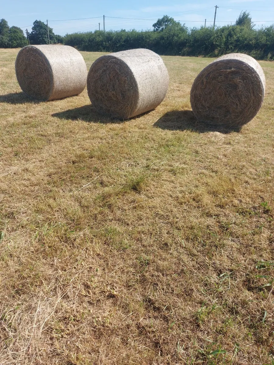 Hay - Image 3