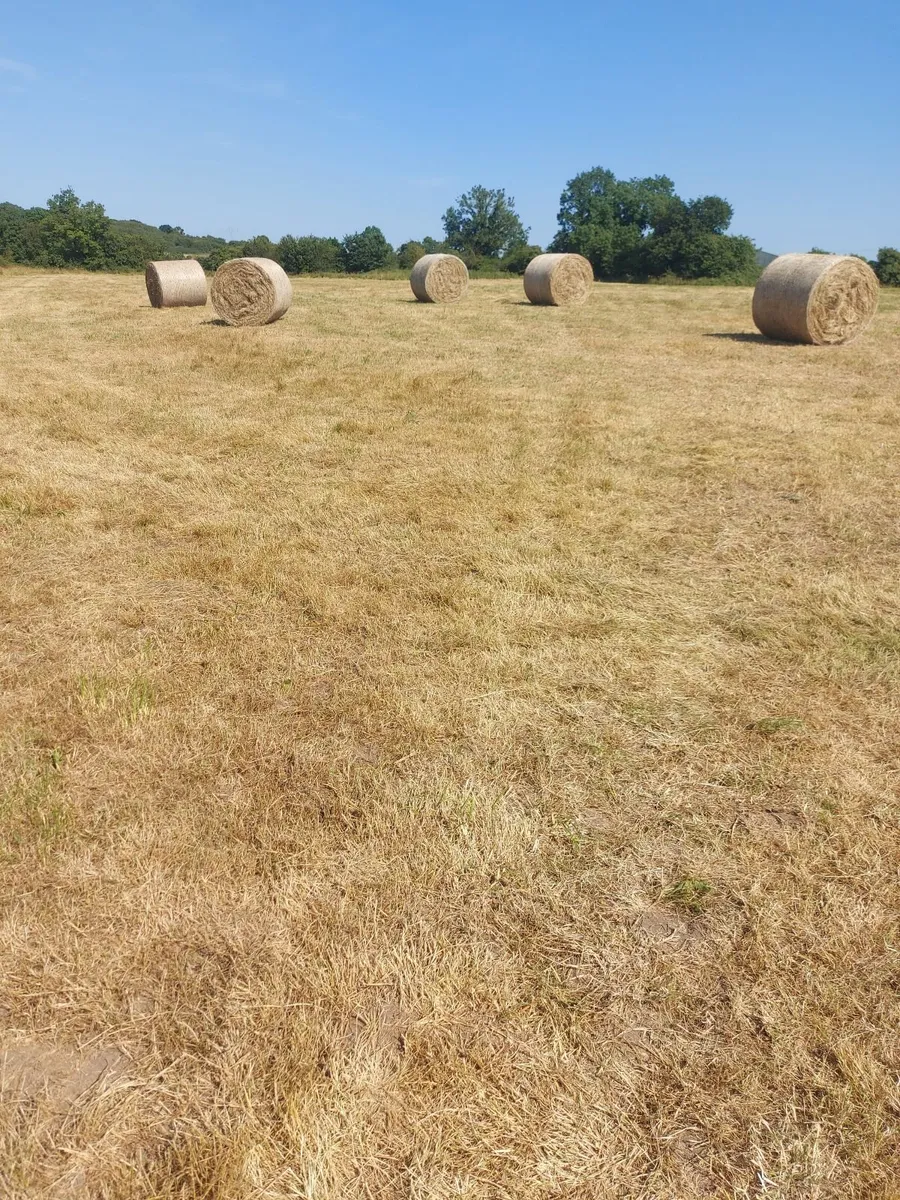 Hay - Image 4