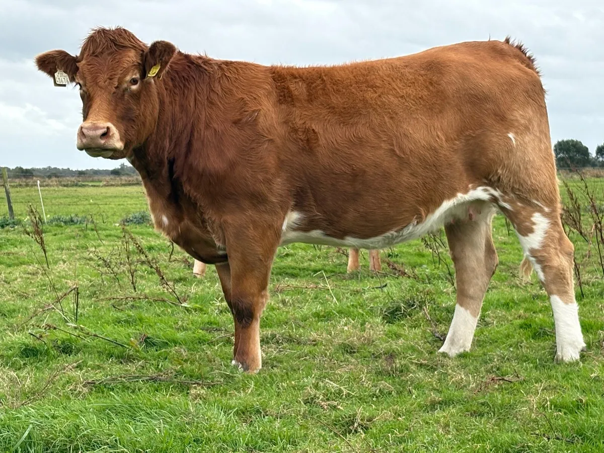 2 smashing incalf heifers - Image 1