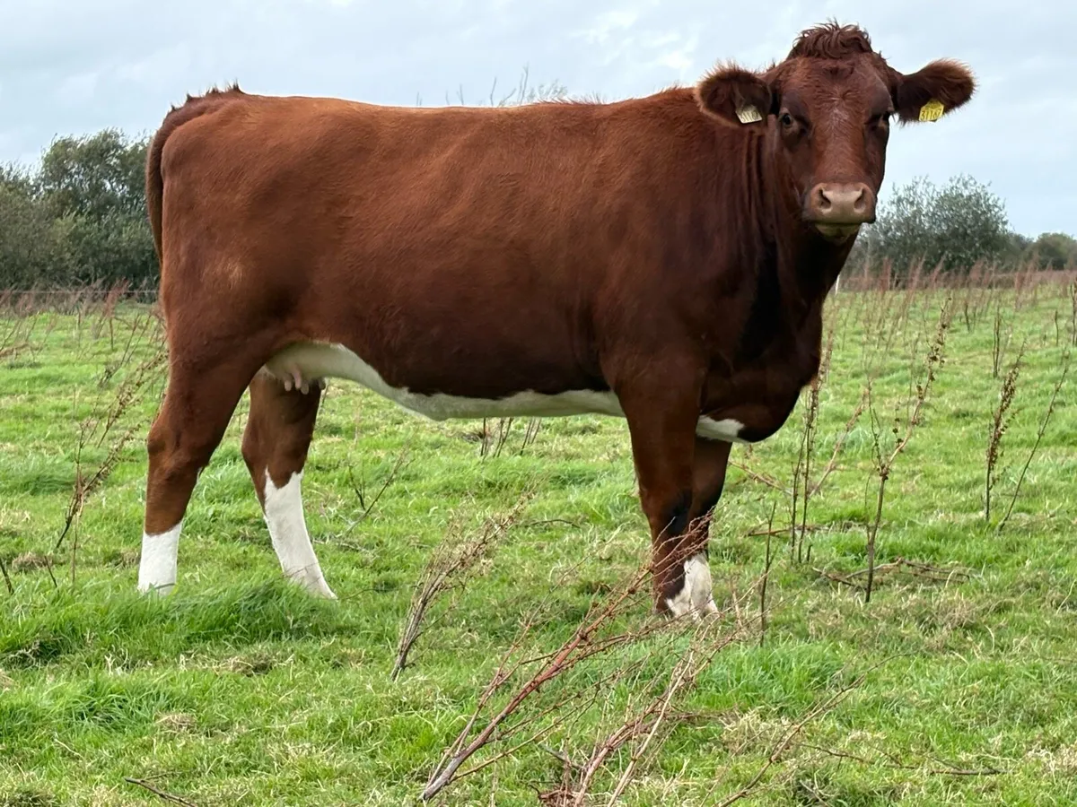 2 smashing incalf heifers - Image 2