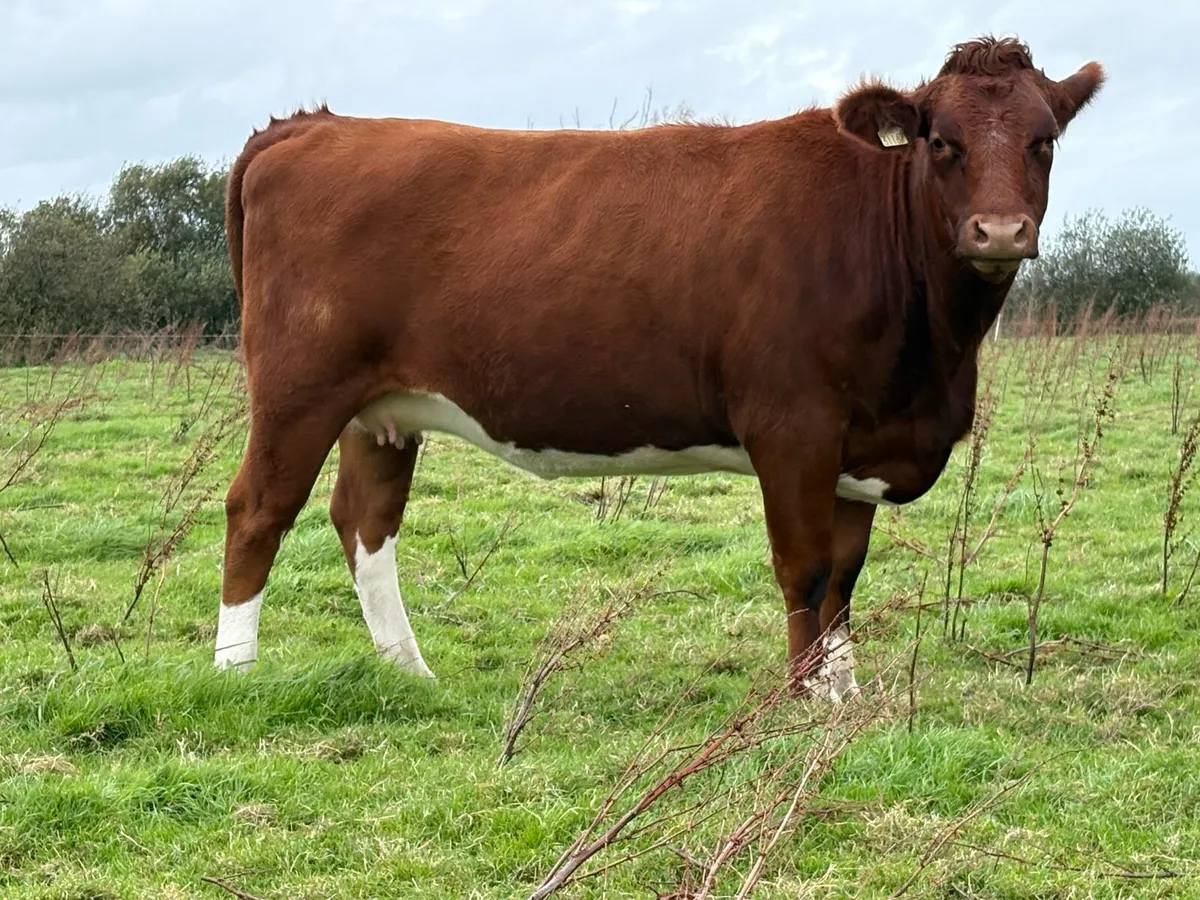 2 smashing incalf heifers - Image 3