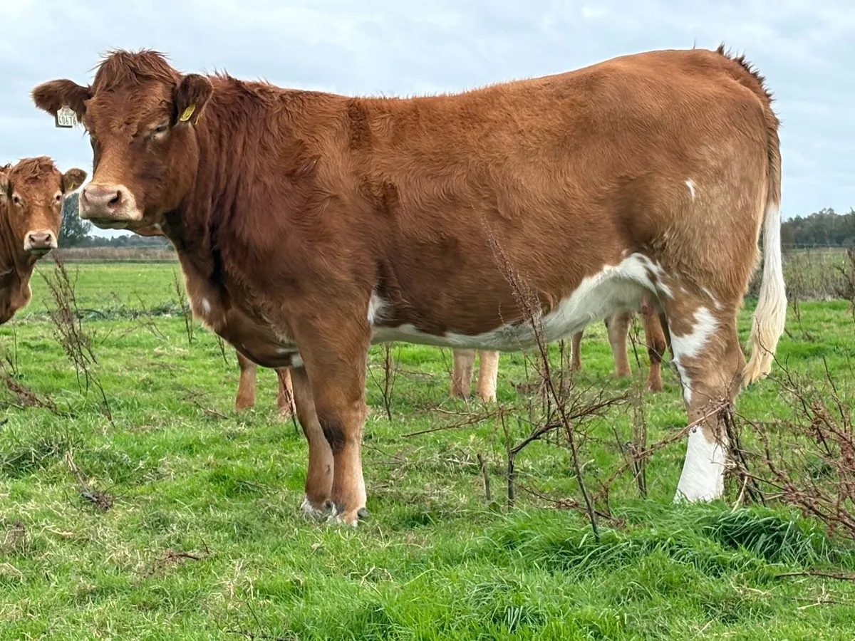 2 smashing incalf heifers - Image 4
