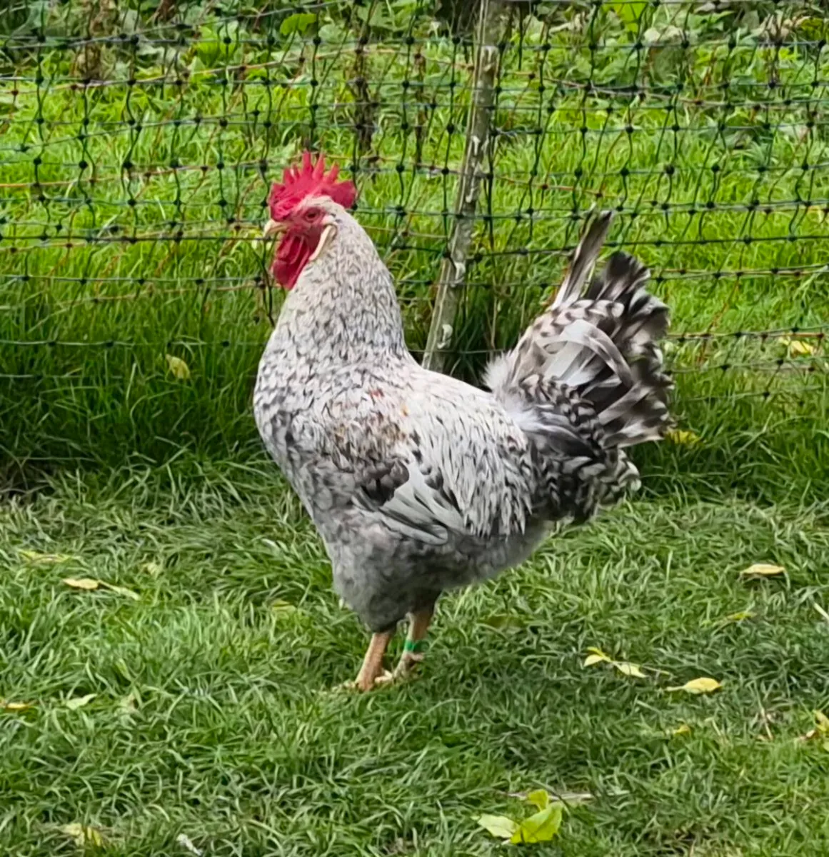Cream Crested Legbar Roosters - Image 2