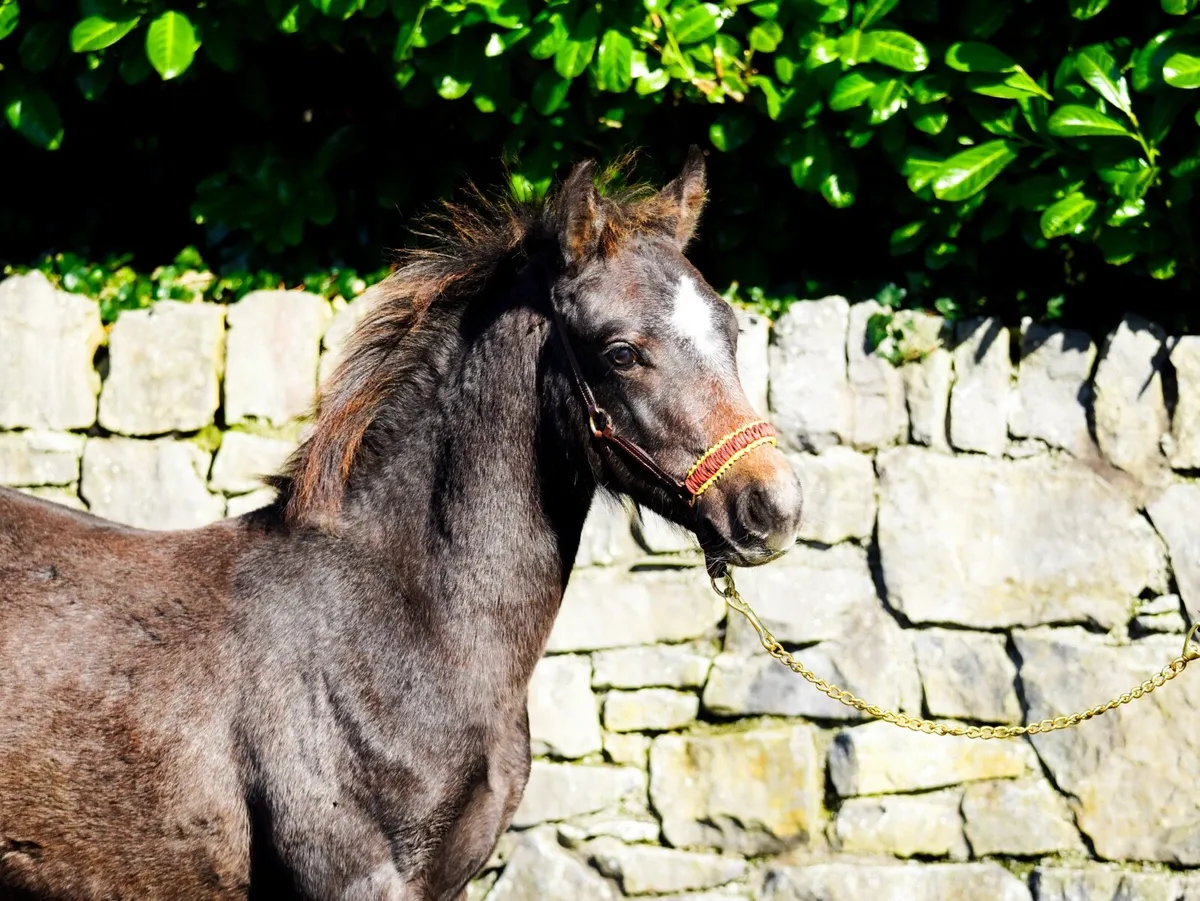 Connemara Pony Colt by class 1 parents - Image 4