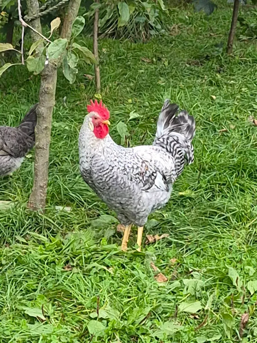 Cream Crested Legbar Roosters - Image 3