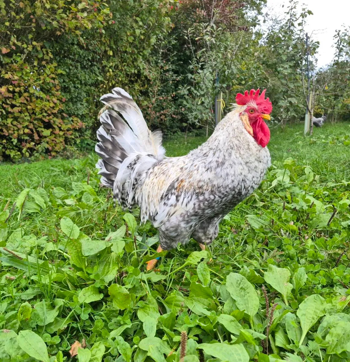 Cream Crested Legbar Roosters - Image 4