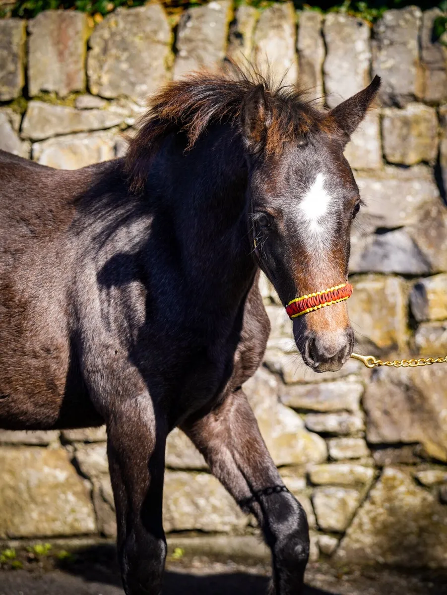Connemara Pony Colt by class 1 parents - Image 2