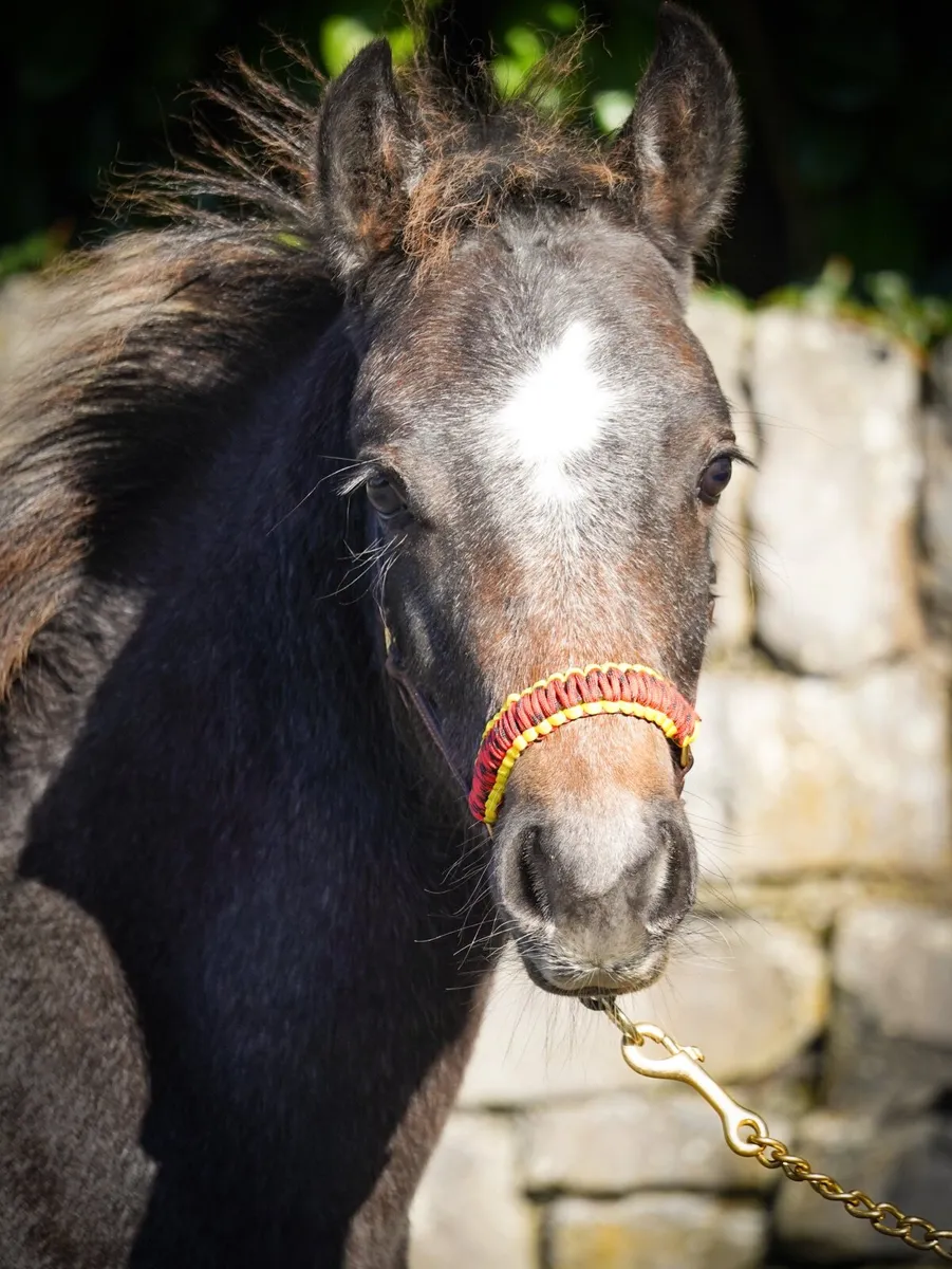 Connemara Pony Colt by class 1 parents - Image 3